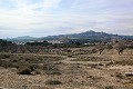 Lovely Country House in Sax in Alicante Dream Homes Castalla 