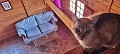 Villa mit 4 Schlafzimmern und 2 Badezimmern und Holzhaus mit 4 Schlafzimmern und 2 Bädern zu verkaufen in La Romana. in Alicante Dream Homes Castalla 