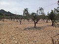Terreno en Venta  con olivos en La Romana. in Alicante Dream Homes Castalla 