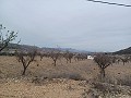Terreno en Venta  con olivos en La Romana. in Alicante Dream Homes Castalla 