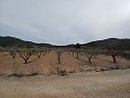 Terreno en Venta  con olivos en La Romana. in Alicante Dream Homes Castalla 