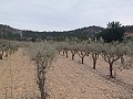Terreno en Venta  con olivos en La Romana. in Alicante Dream Homes Castalla 
