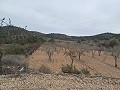 Terreno en Venta  con olivos en La Romana. in Alicante Dream Homes Castalla 