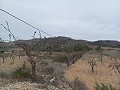 Terreno en Venta  con olivos en La Romana. in Alicante Dream Homes Castalla 