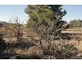 2 Bed 1 Bath Country house for sale in Lel, Pinoso. in Alicante Dream Homes Castalla 