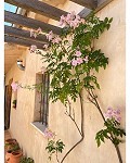Prachtig landhuis met 5 slaapkamers en 4/5 badkamers in Raspay. in Alicante Dream Homes Castalla 