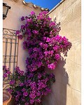 Prachtig landhuis met 5 slaapkamers en 4/5 badkamers in Raspay. in Alicante Dream Homes Castalla 