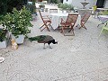 Prachtige villa met 5 slaapkamers en 1 badkamer nabij de stad Sax in Alicante Dream Homes Castalla 