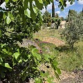 Lovely 3 Bed 1 Bath Country House in Yecla. in Alicante Dream Homes Castalla 