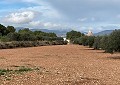 Hermosa finca en Sax, 2 dormitorios, 1 baño con potencial para mucho más. in Alicante Dream Homes Castalla 