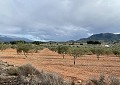 Hermosa finca en Sax, 2 dormitorios, 1 baño con potencial para mucho más. in Alicante Dream Homes Castalla 