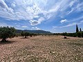 Beautiful Rural Country Home Awaiting a New Beginning  in Alicante Dream Homes Castalla 