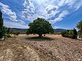 Beautiful Rural Country Home Awaiting a New Beginning  in Alicante Dream Homes Castalla 