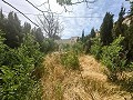 Wunderschönes Höhlenhaus mit Grundstück nur 10 Minuten von Pinoso entfernt in Alicante Dream Homes Castalla 