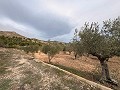 Rustic land in a privileged area of Onil in Alicante Dream Homes Castalla 