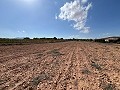 Large Parcel of Land with Olive Trees in Alicante Dream Homes Castalla 