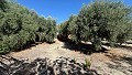 Mooie traditionele villa met 6 slaapkamers in Albatera in Alicante Dream Homes Castalla 